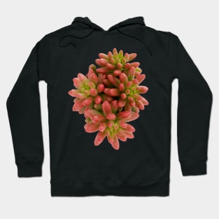 suculenta Sedum Aurora Hoodie